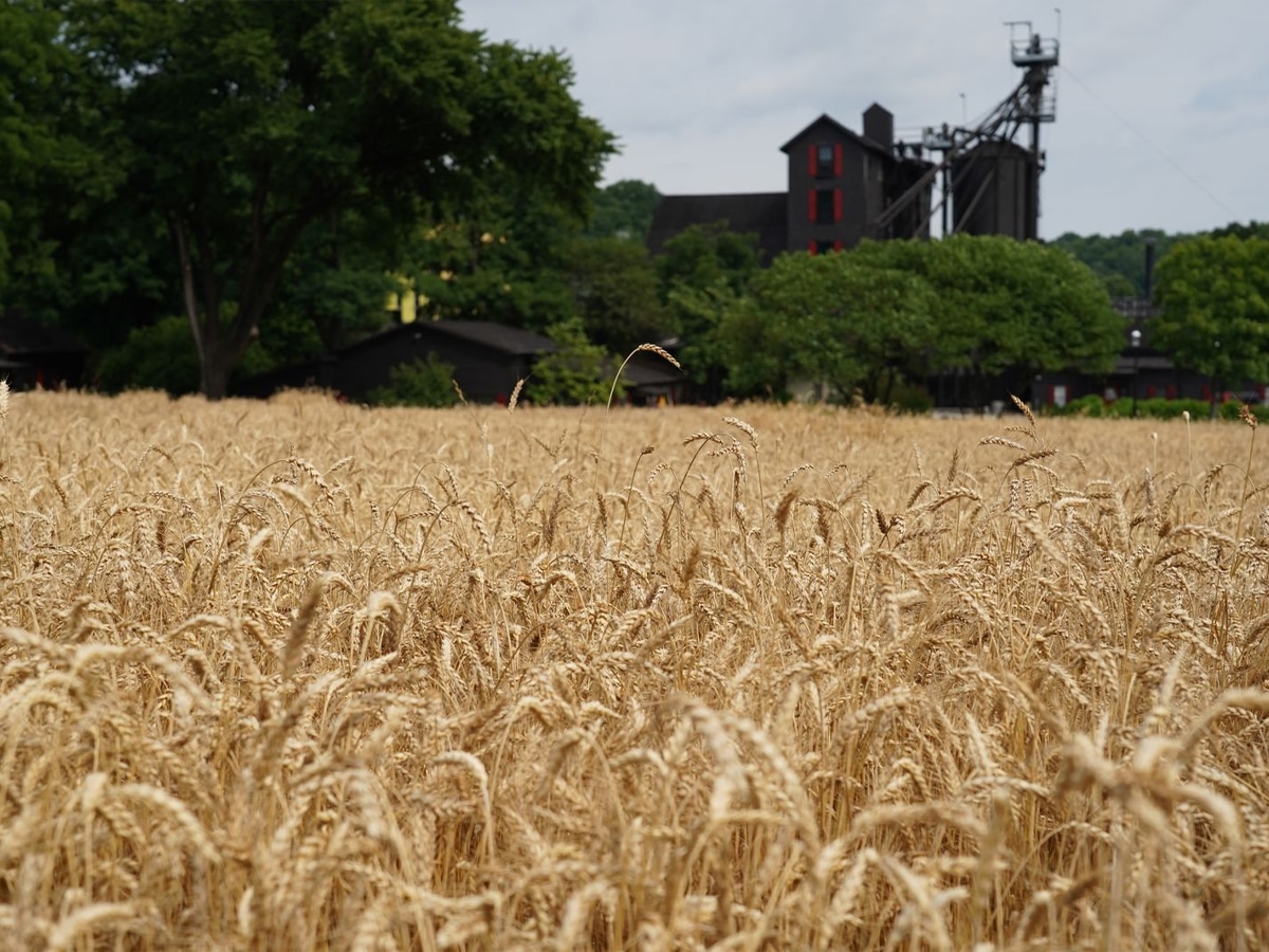 Wheat growing on the Maker's mark distillery grounds | Image: Maker's mark