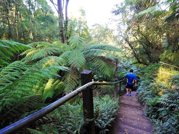 Walking Trail Ferny Creek - 1000 Steps Walk