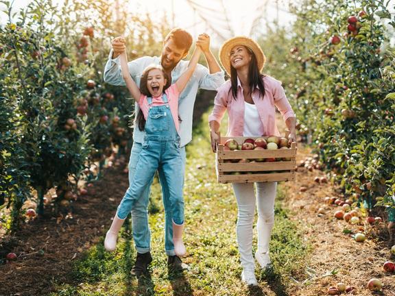 Family fruit picking